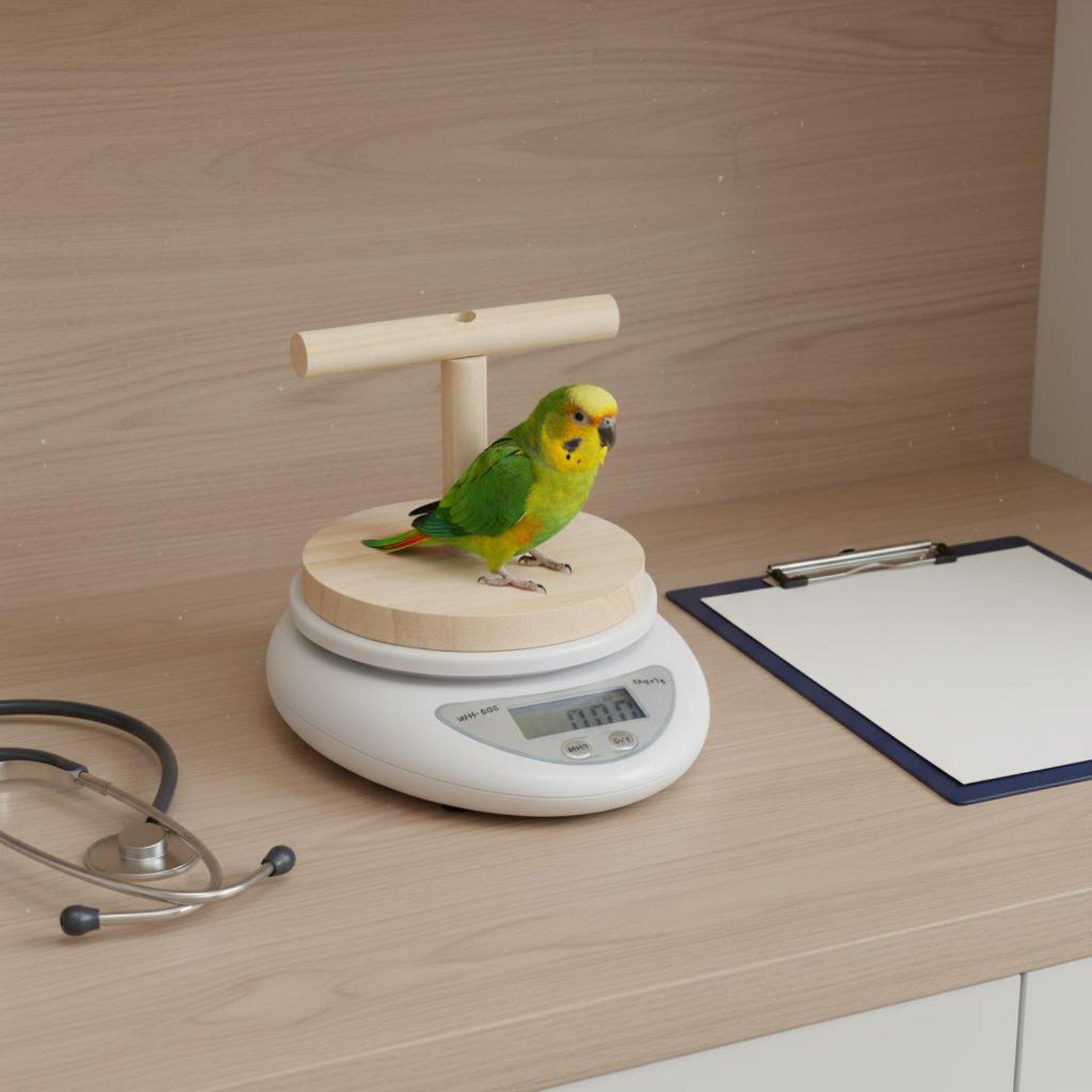 เครื่องชั่งน้ำหนักสัตว์เลี้ยงแ - Portion Scale Digital บทวิจารณ์และราคา